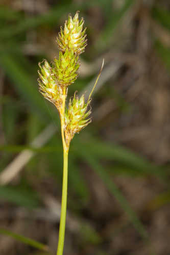 Carex brevior #12